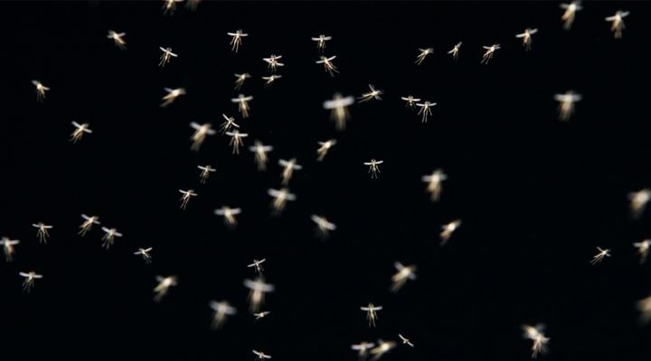 many mosquitos flying on black background 