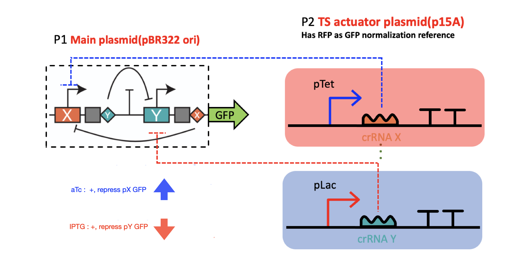 Schematic of CRISPR dual plasmid genetic toggle switch